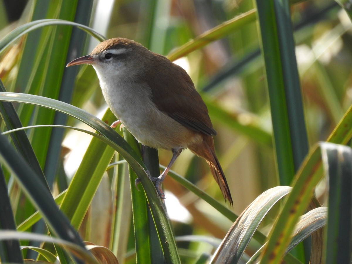 Curve-billed Reedhaunter - ML365009681