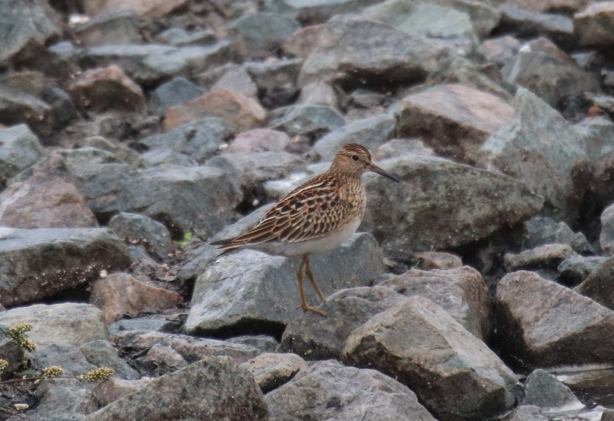 Pectoral Sandpiper - ML365009921