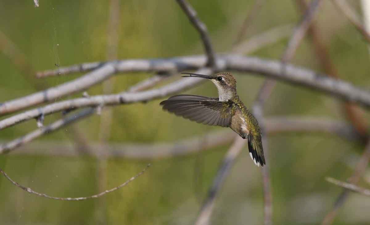 Black-chinned Hummingbird - Ben  Sonnenberg