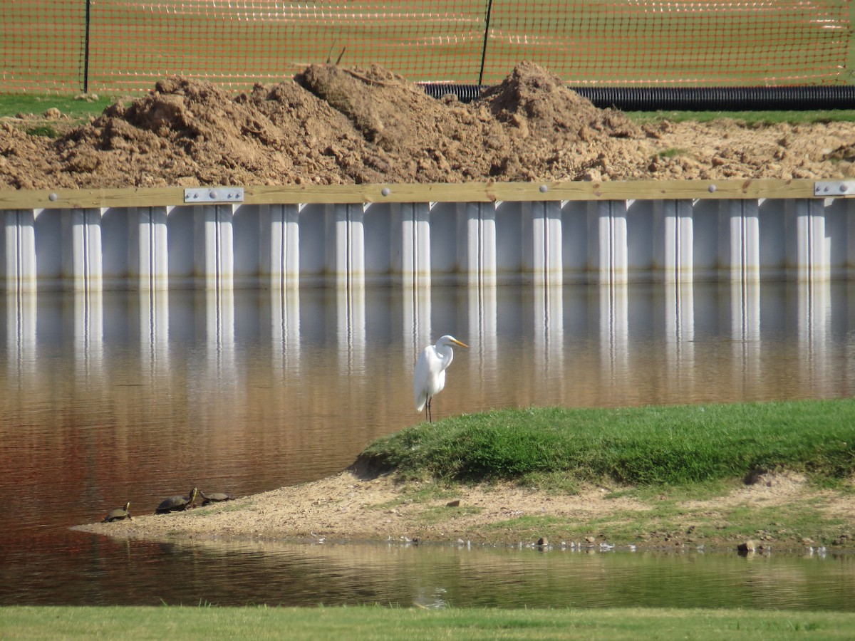 Great Egret - ML365010171