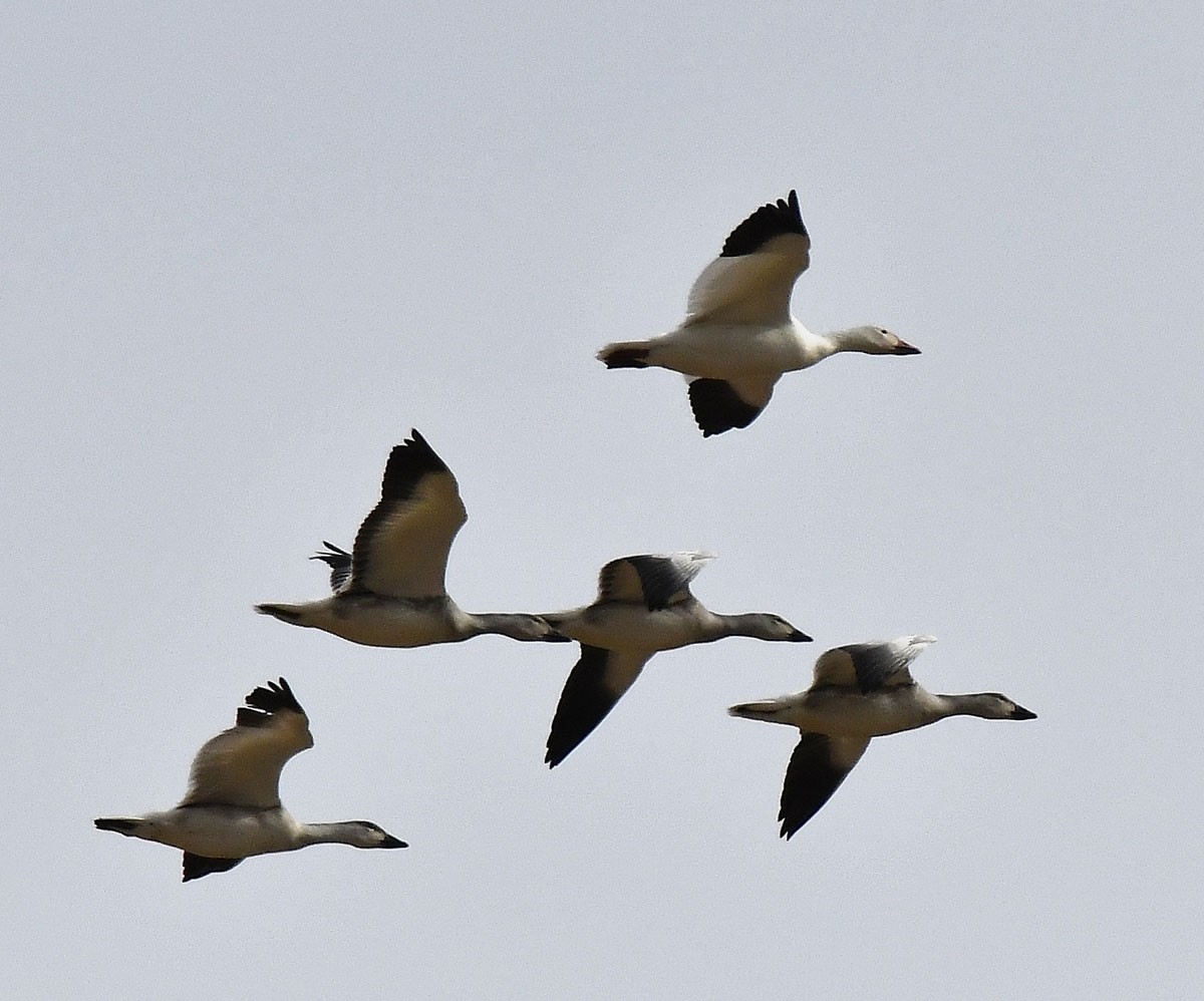 Snow Goose - Alain Richard