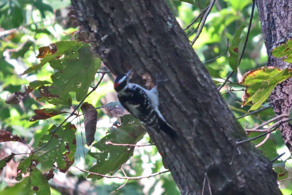 Hairy Woodpecker - ML36501081