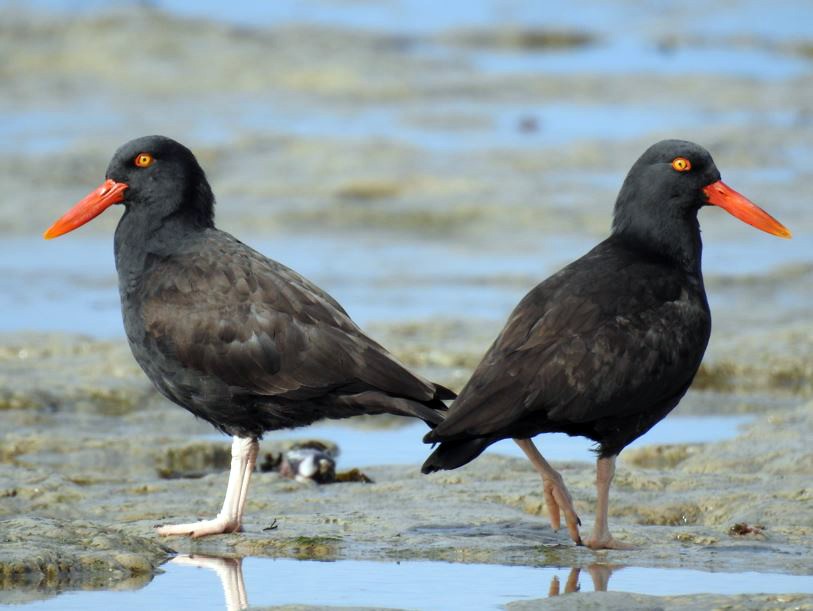 Blackish Oystercatcher - ML365010901