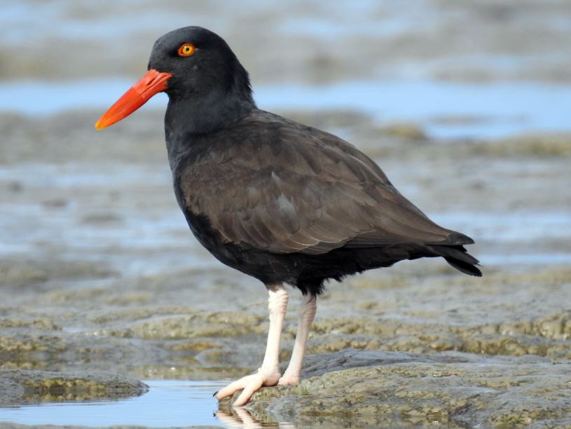 Blackish Oystercatcher - ML365010931