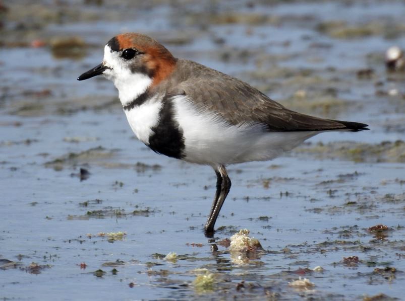 Two-banded Plover - ML365011051
