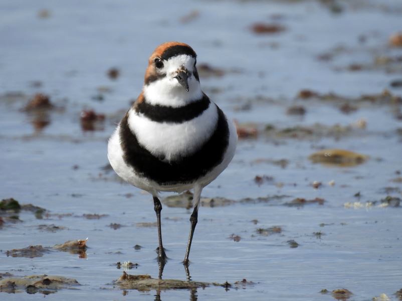 Two-banded Plover - ML365011071