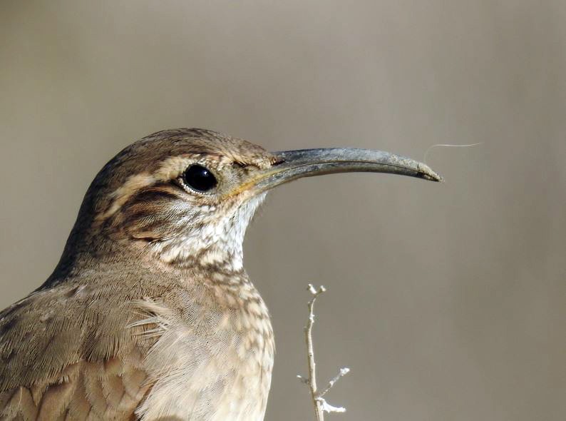 Scale-throated Earthcreeper - ML365011221