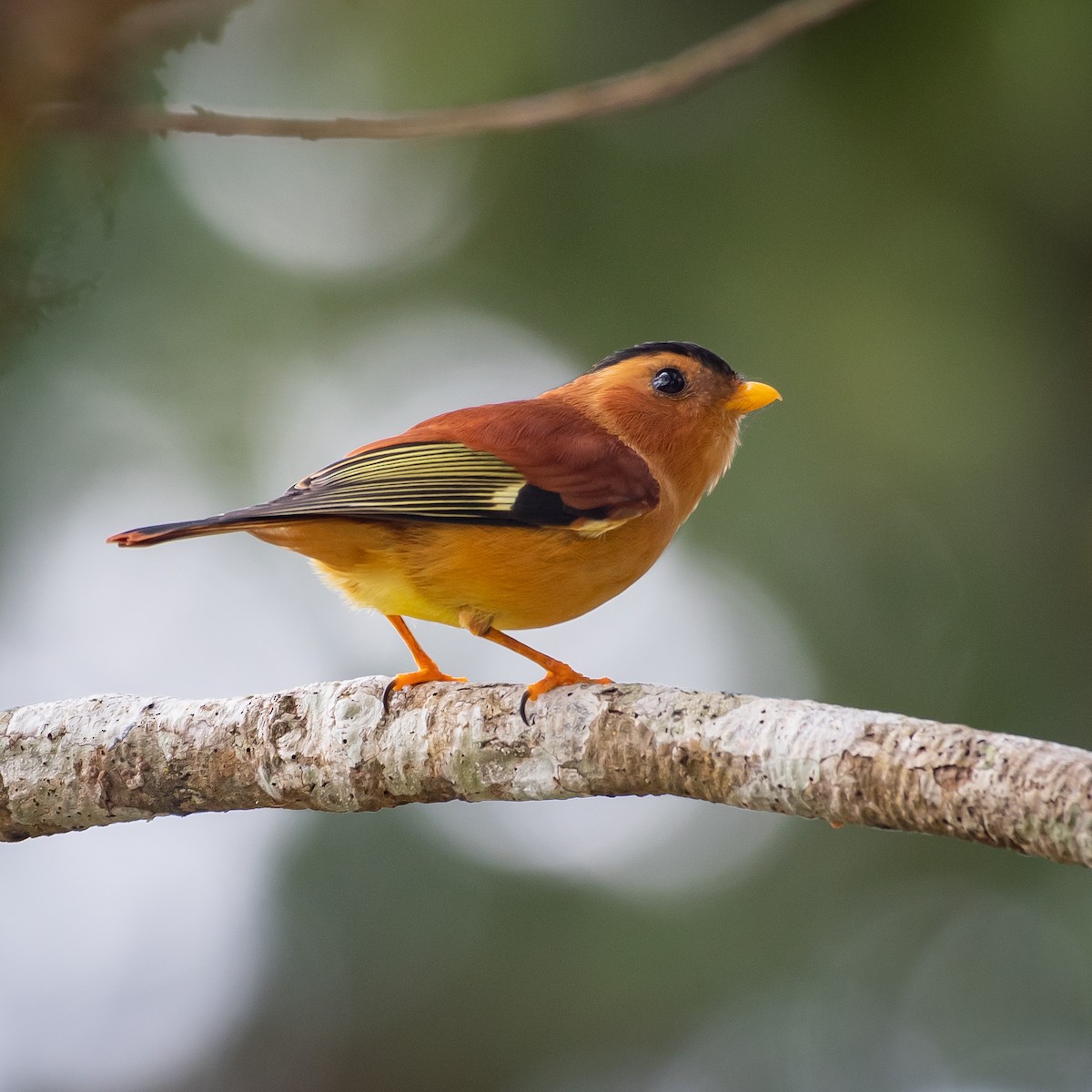 Black-capped Piprites - Flavio Moraes