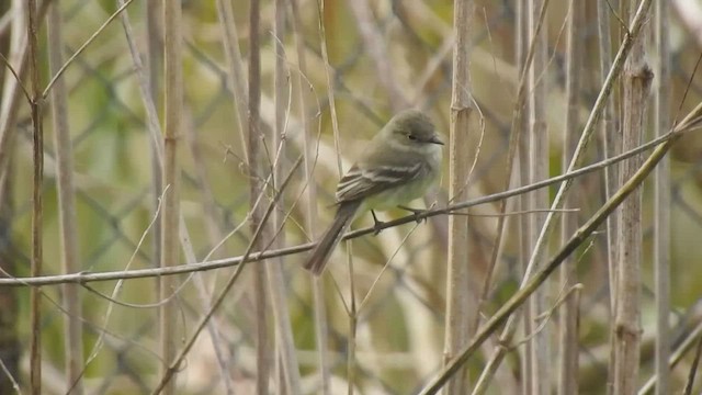 Gray Flycatcher - ML365014361