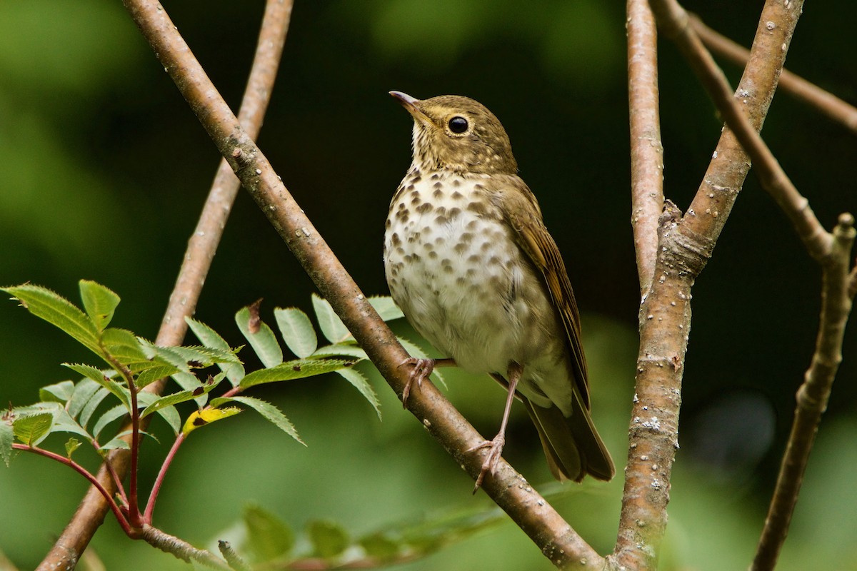 Swainson's Thrush - ML365015671