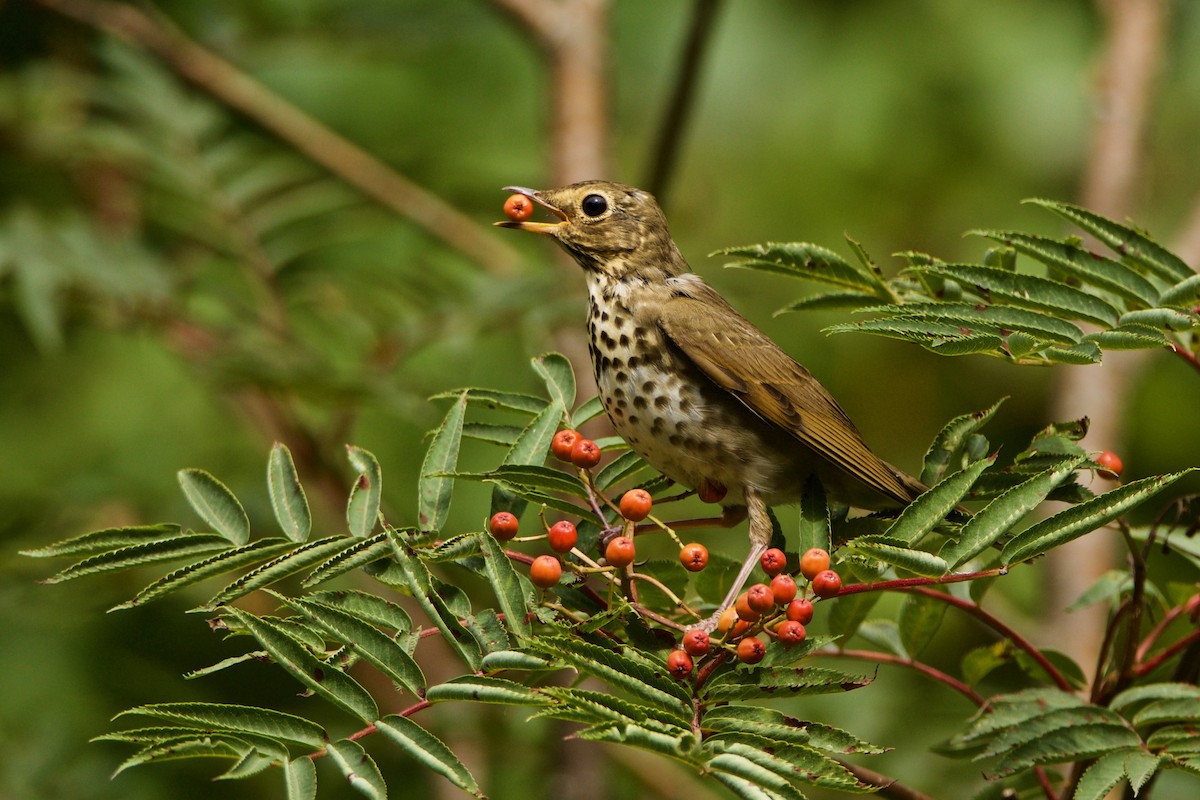 Swainson's Thrush - ML365015711