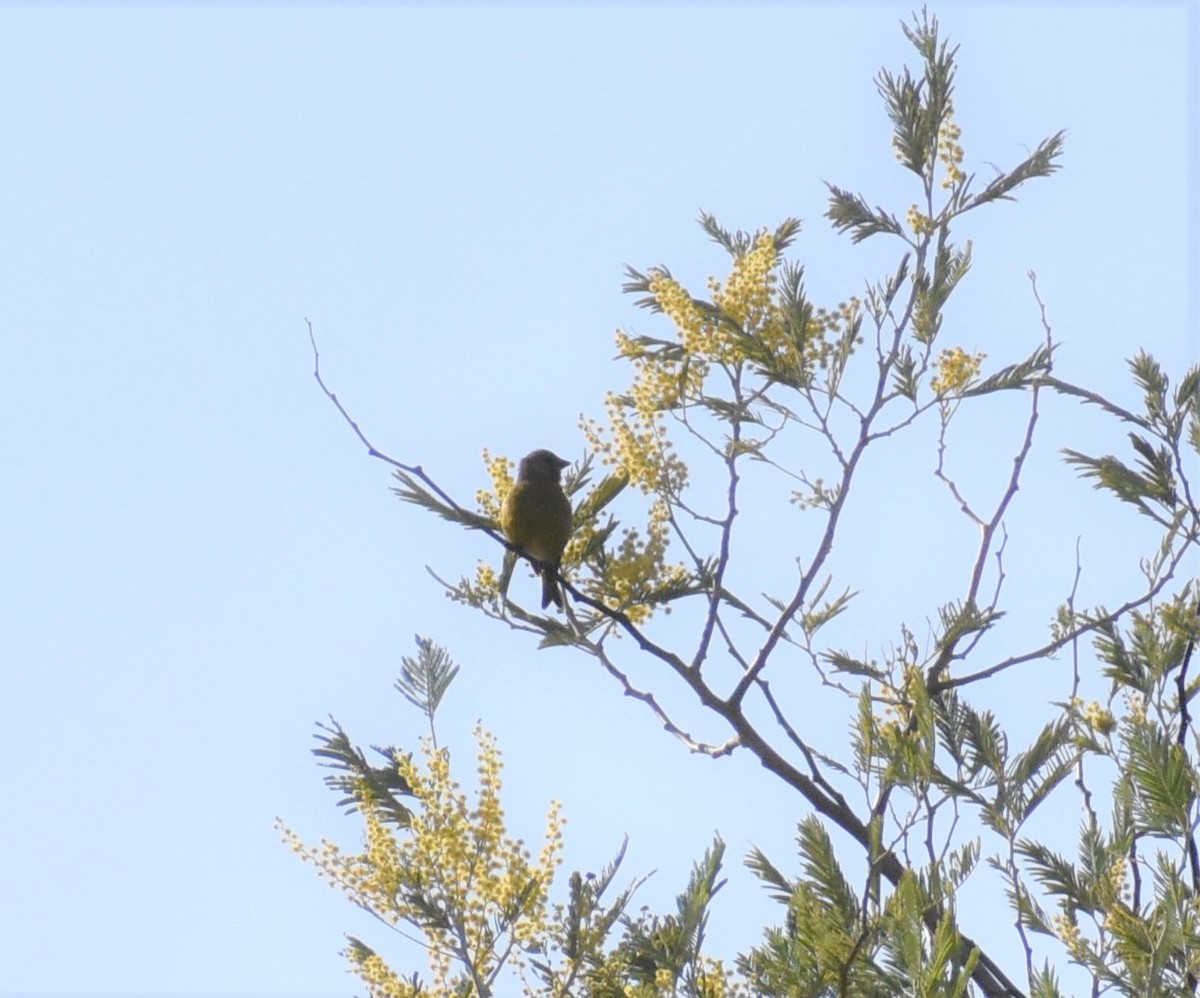 European Greenfinch - ML365016481