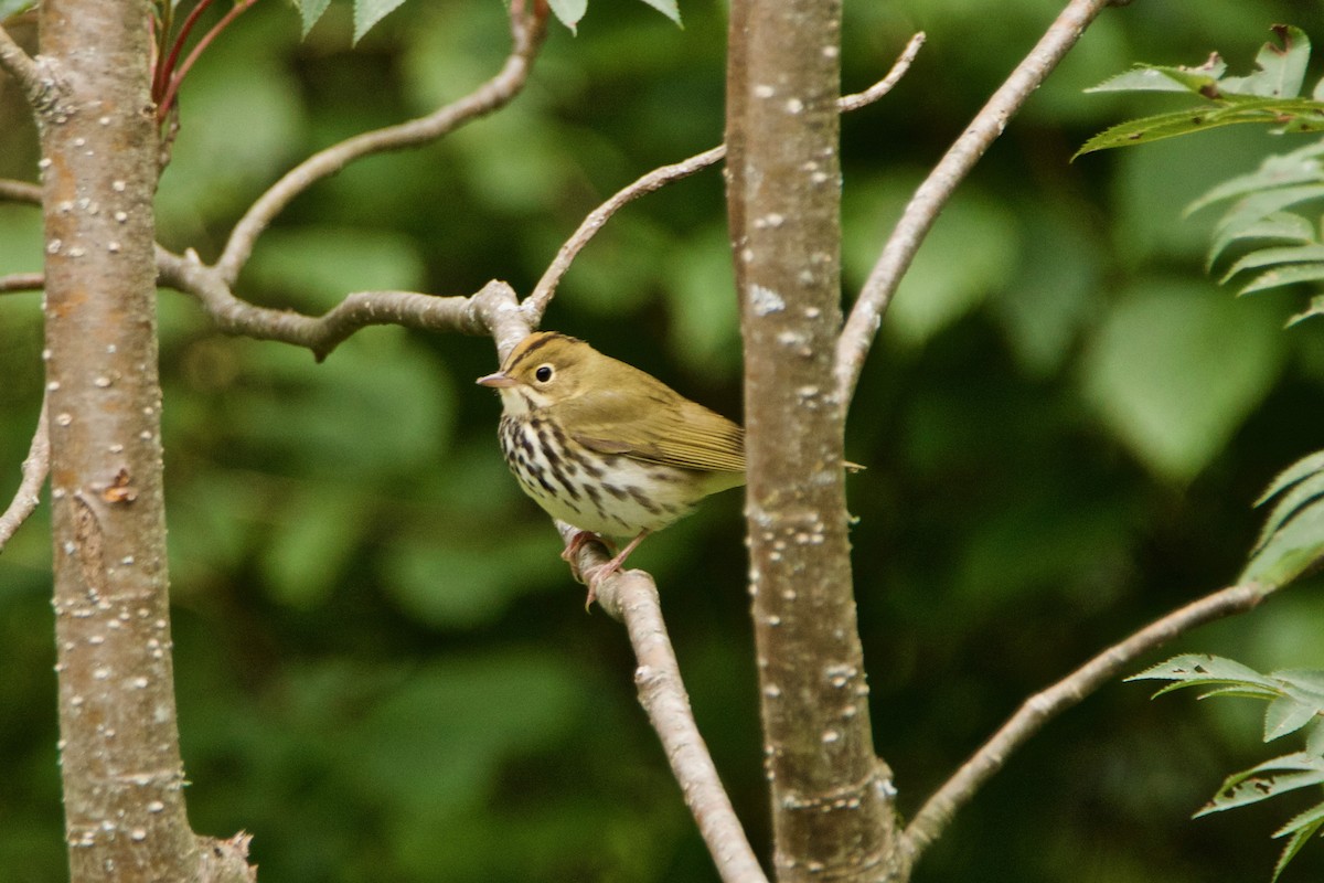 Ovenbird - ML365016901