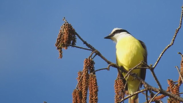 Great Kiskadee - ML365017641