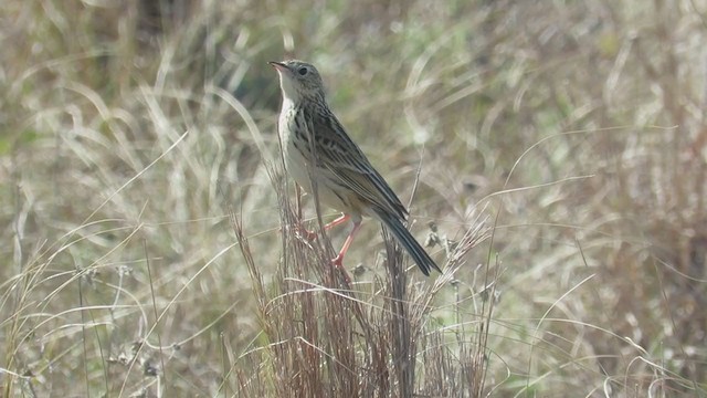 Hellmayr's Pipit - ML365017751