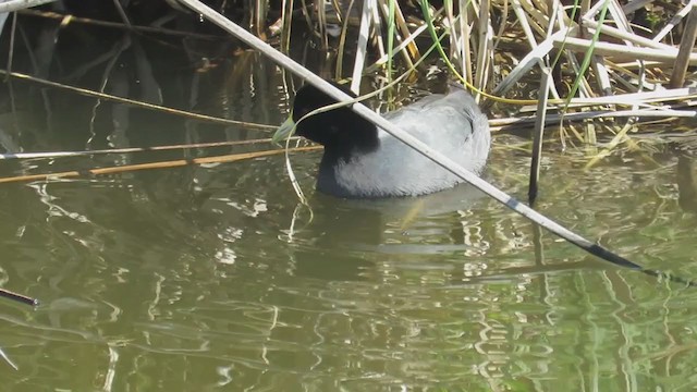 Foulque leucoptère - ML365017781