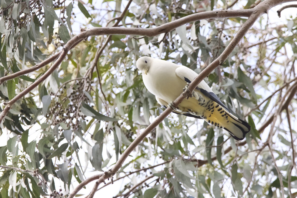 Torresian Imperial-Pigeon - ML365019331