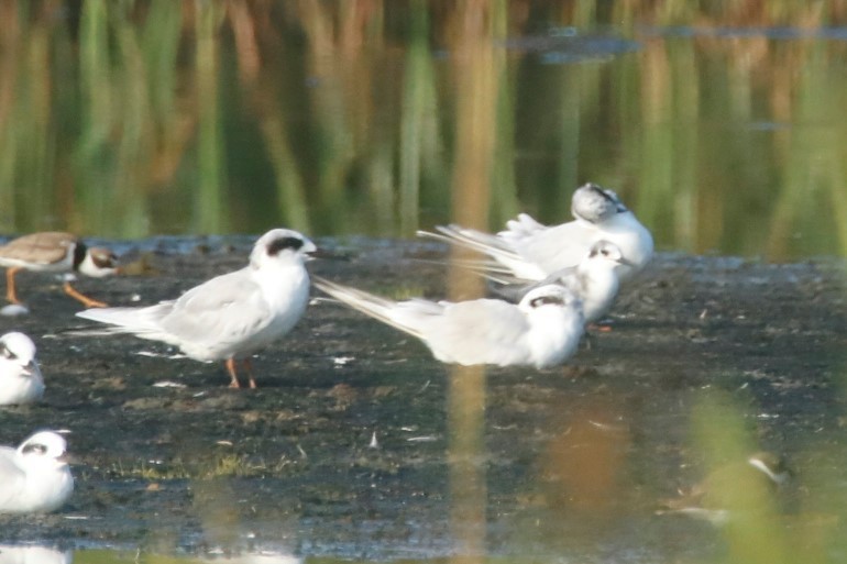 Black Tern - ML365020211