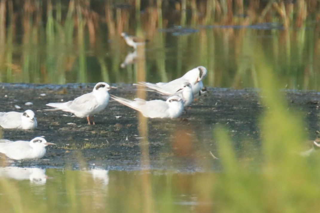 Black Tern - ML365020221