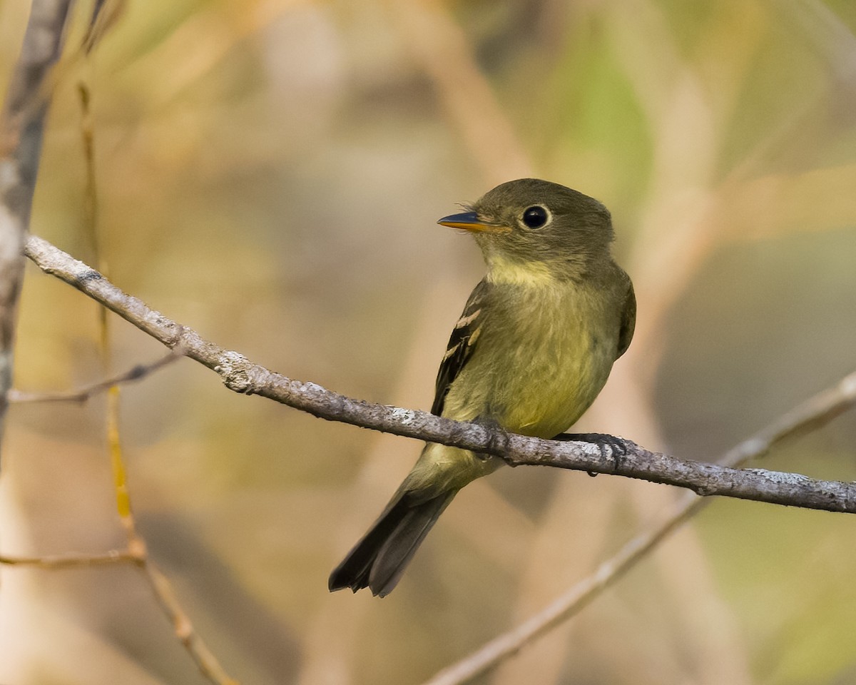 Yellow-bellied Flycatcher - Phil Bartley