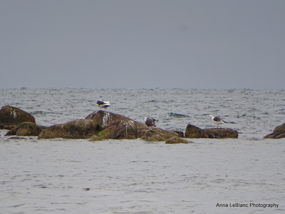 Great Black-backed Gull - ML365025041