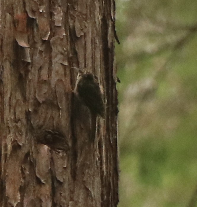 Brown Creeper - ML365025071