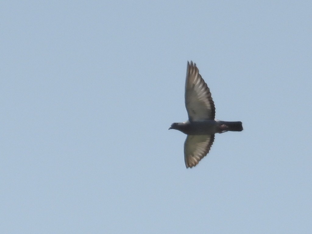 Rock Pigeon (Feral Pigeon) - Long-eared Owl