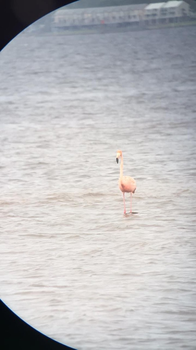 Amerika Flamingosu - ML365025741