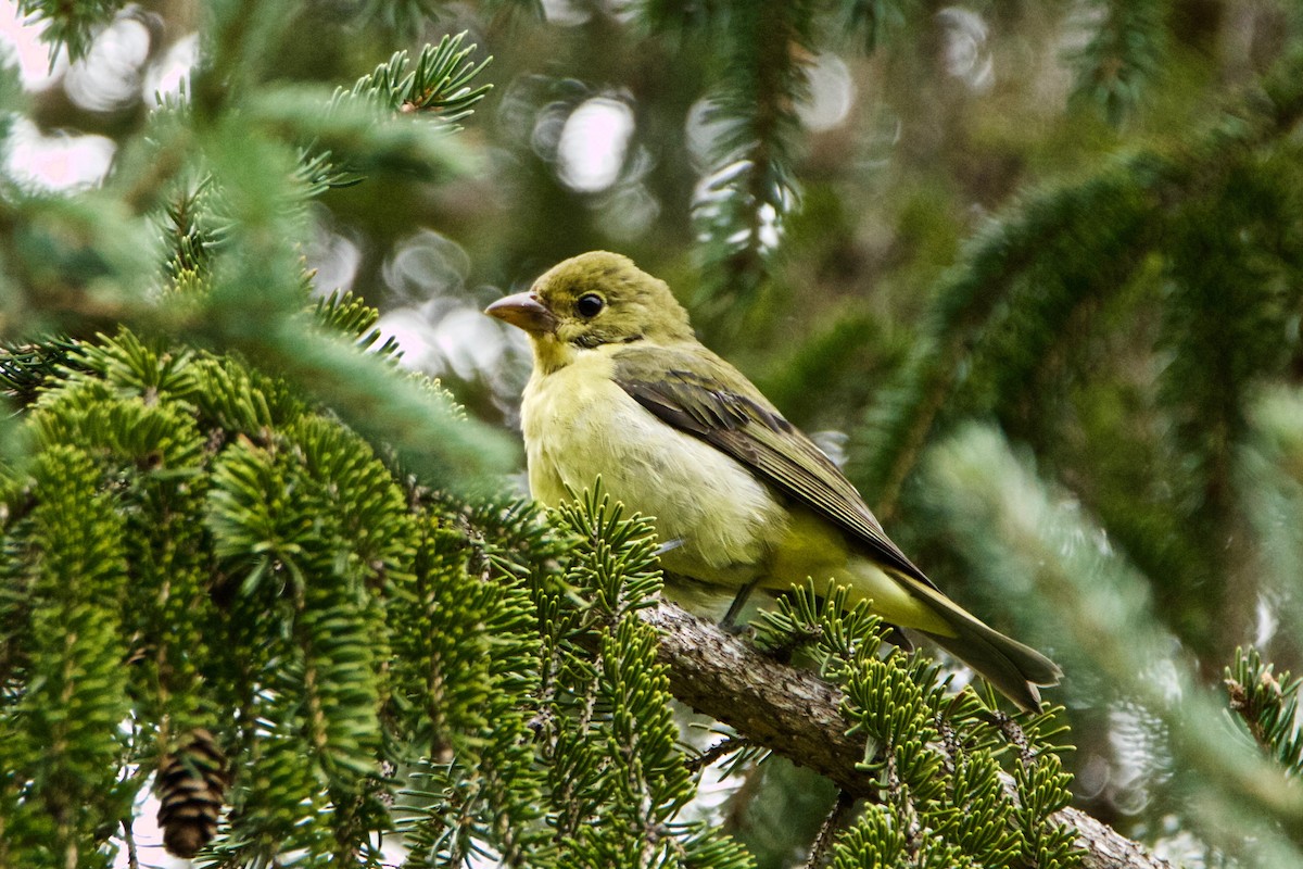Scarlet Tanager - ML365028501