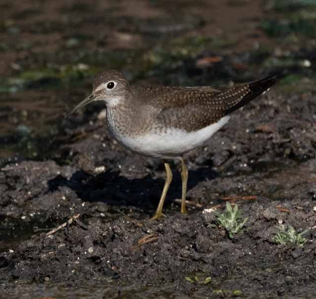 Solitary Sandpiper - ML365029171