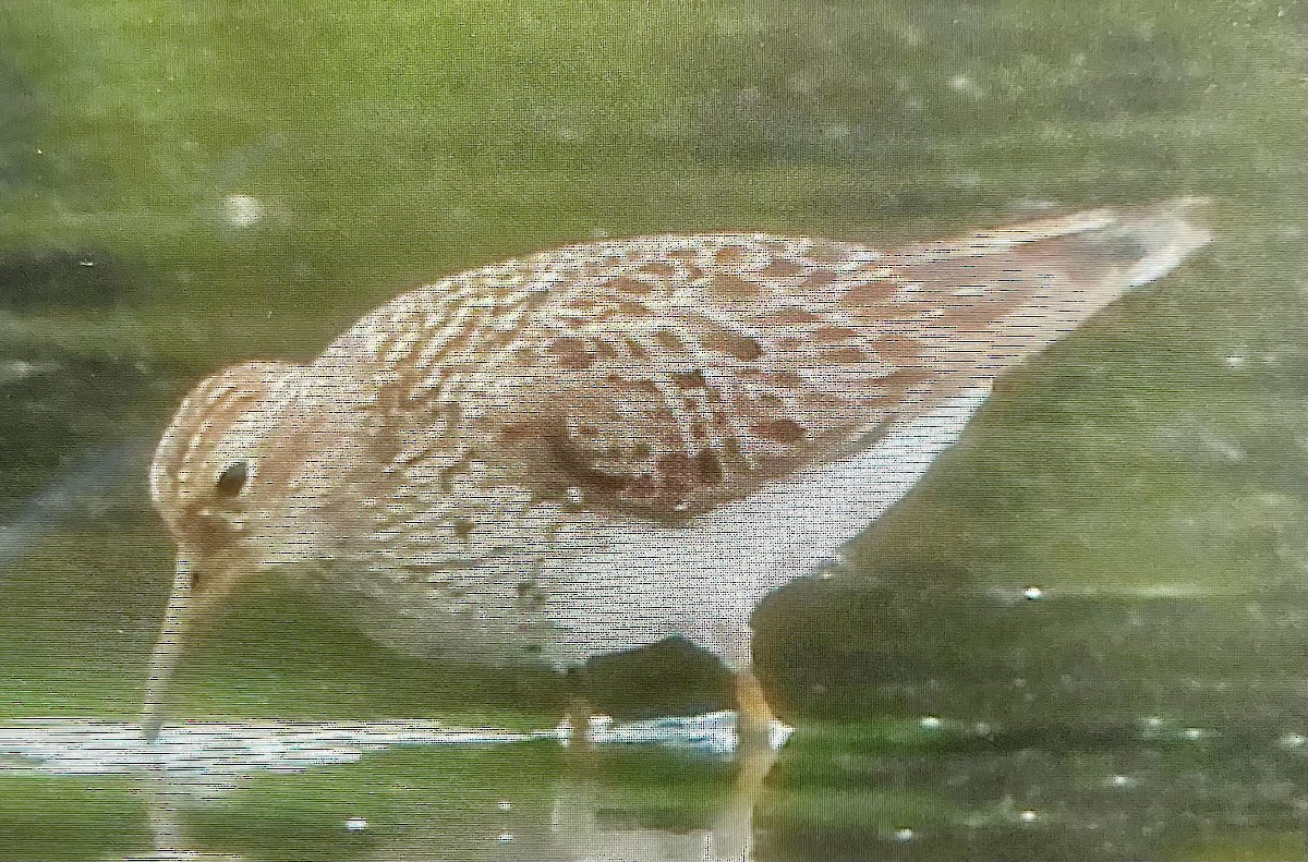 Pectoral Sandpiper - ML365029991