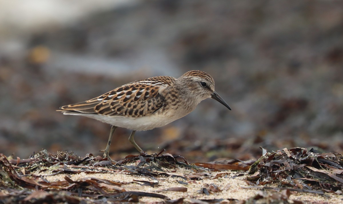 Least Sandpiper - Stefan Mutchnick