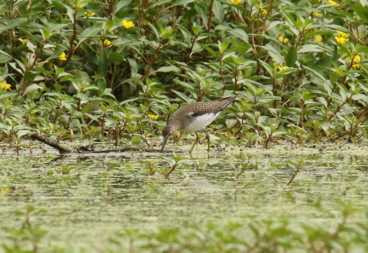 Solitary Sandpiper - ML365031261