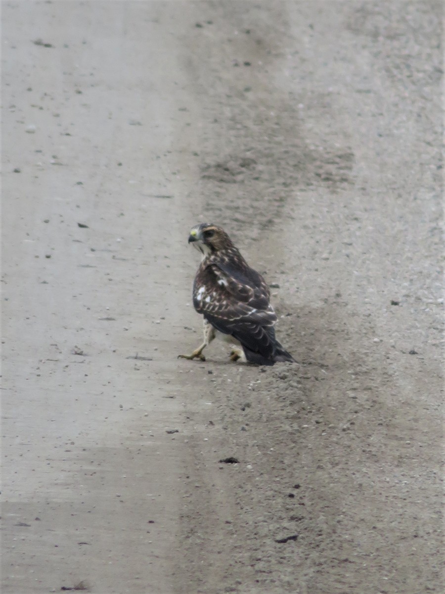 Red-tailed Hawk - Richard Staniforth