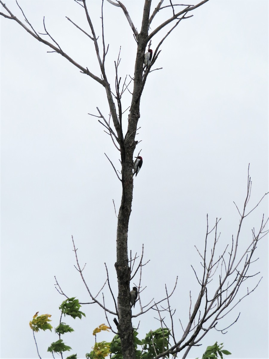 Red-headed Woodpecker - ML365035411