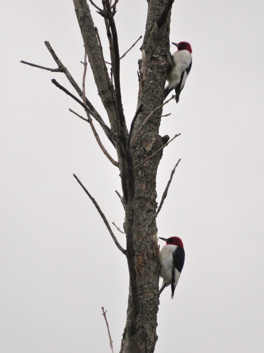 Red-headed Woodpecker - Richard Staniforth