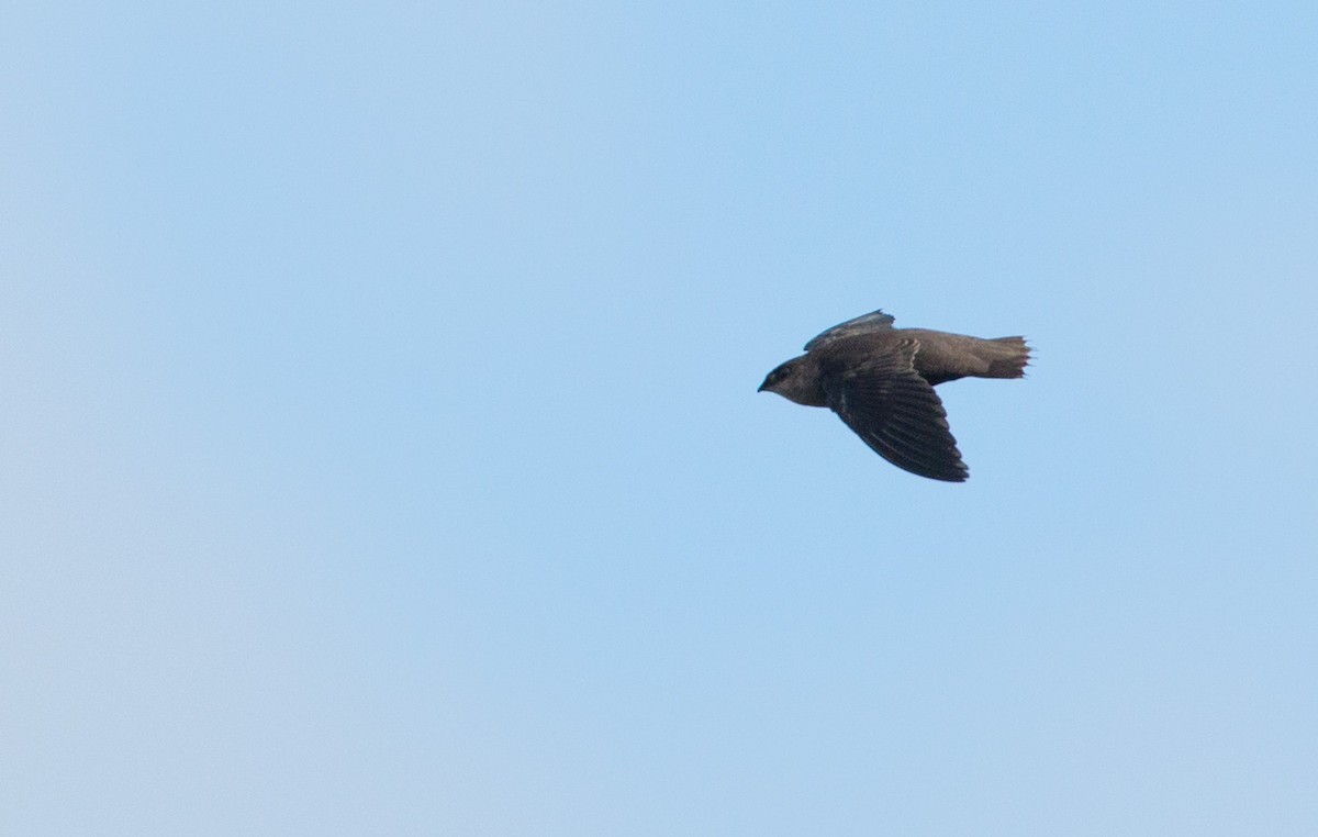 Chimney Swift - ML36503641