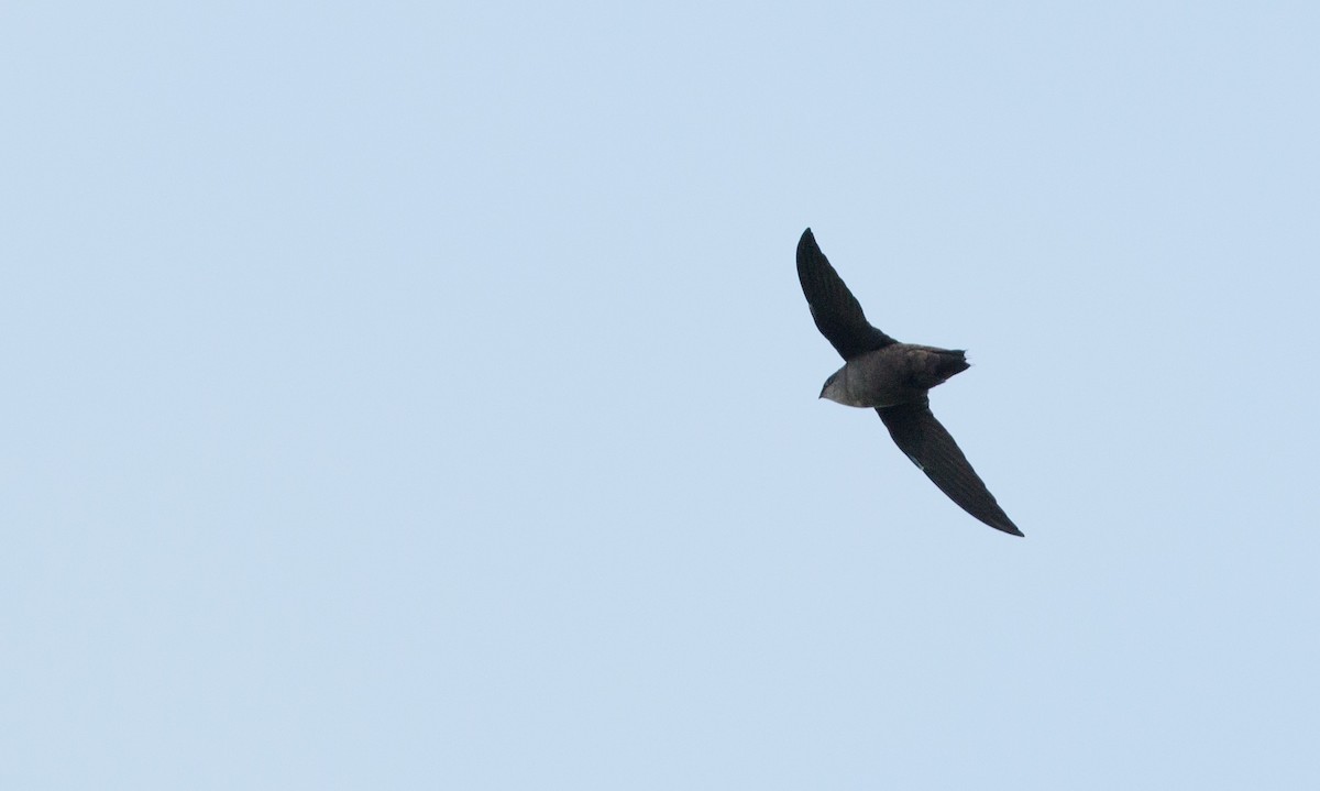 Chimney Swift - ML36503651