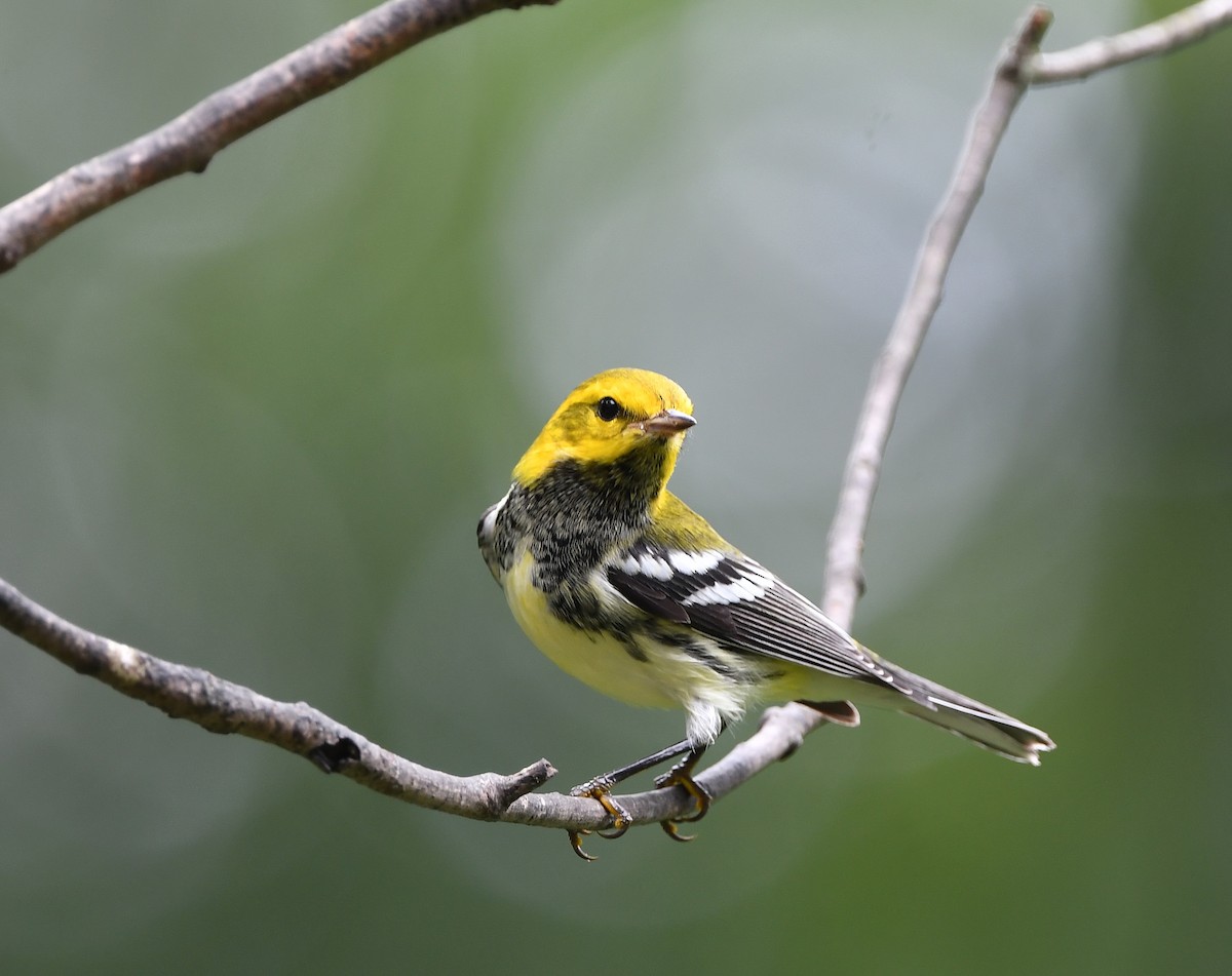 Black-throated Green Warbler - Gerco Hoogeweg