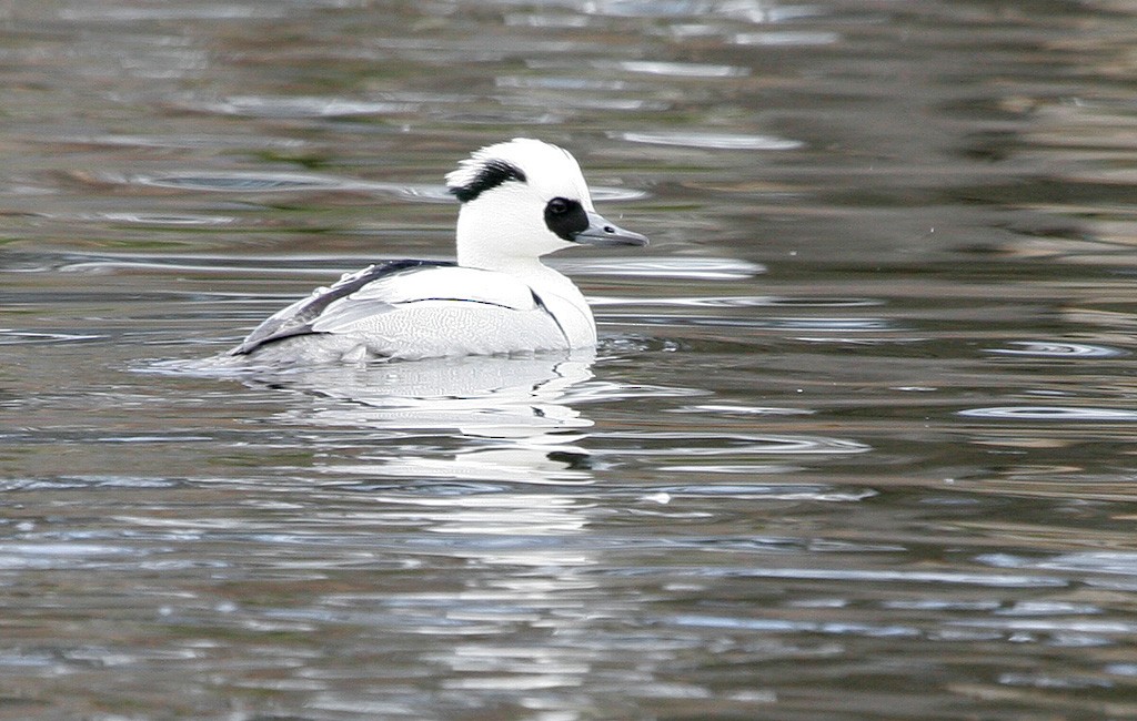 Smew - ML365037751