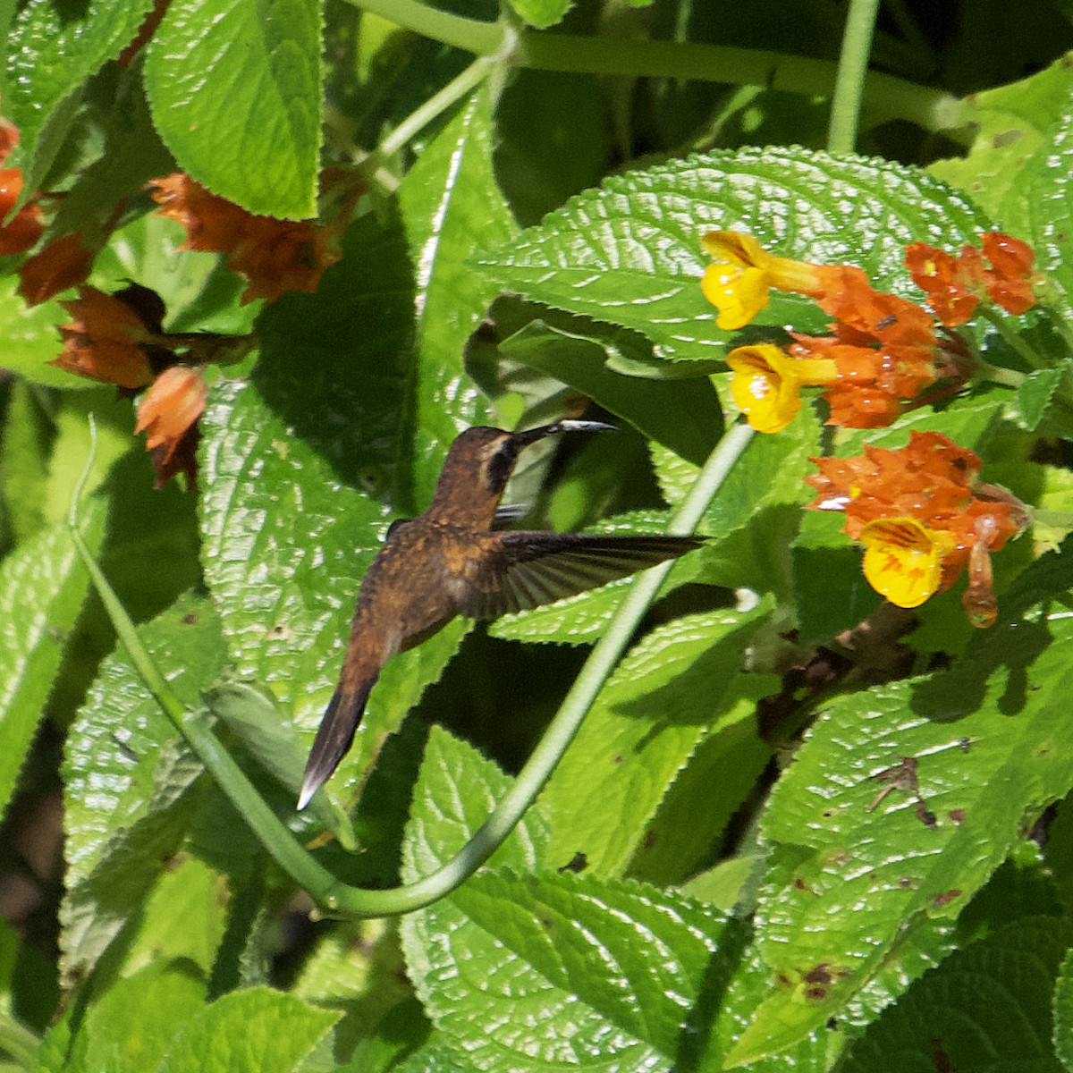 kolibřík trpasličí - ML365037921