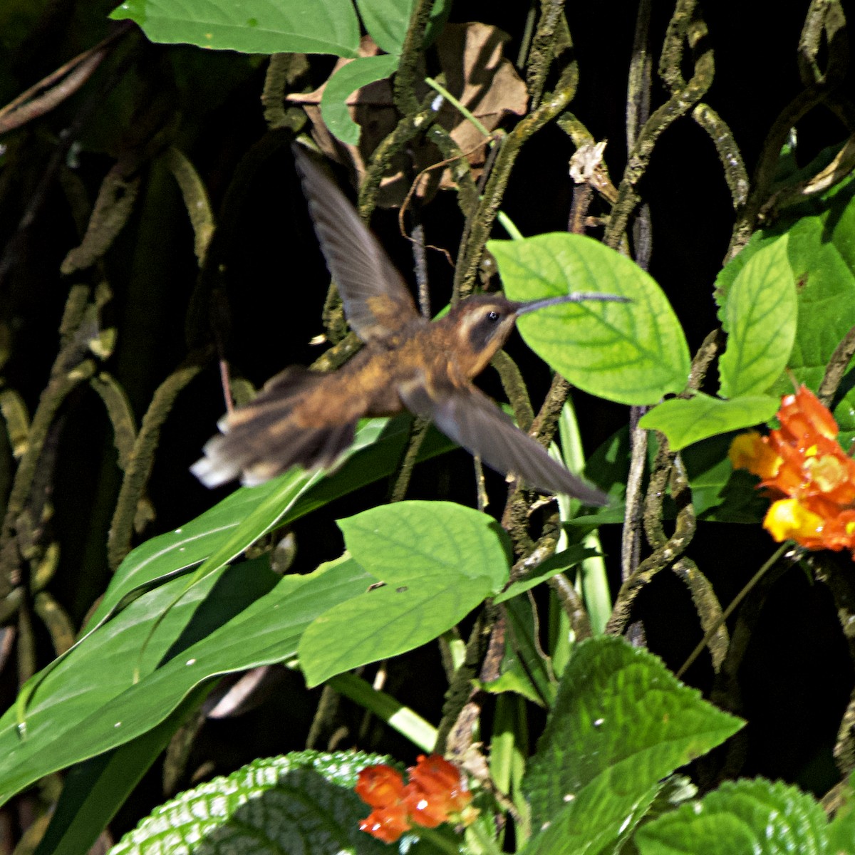 kolibřík trpasličí - ML365037941