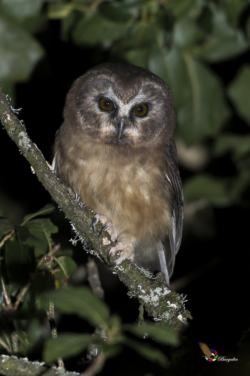 Unspotted Saw-whet Owl - fernando Burgalin Sequeria