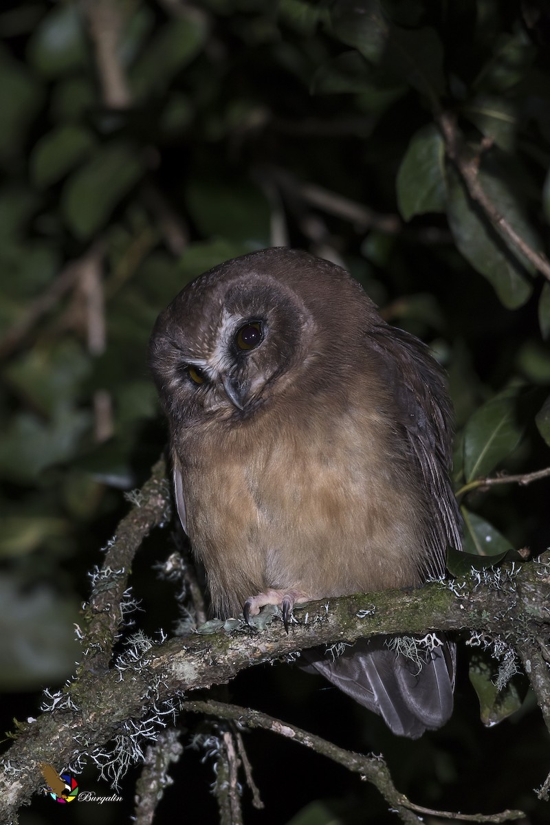 Unspotted Saw-whet Owl - fernando Burgalin Sequeria