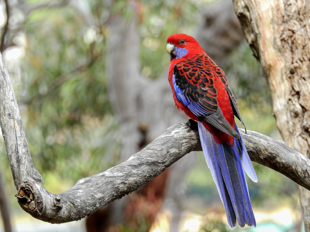 Crimson Rosella - ML365039321