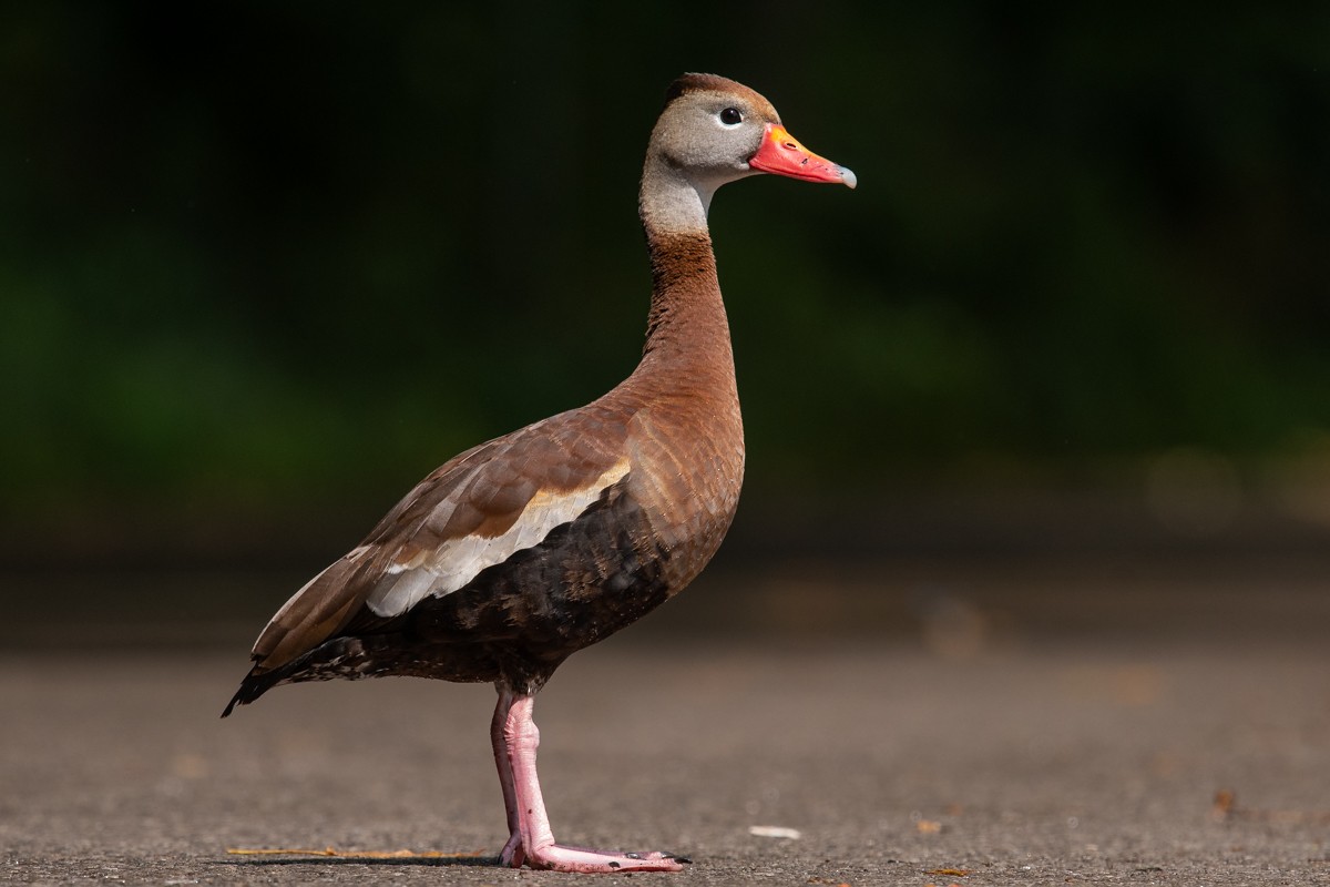 Black-bellied Whistling-Duck - ML365039811