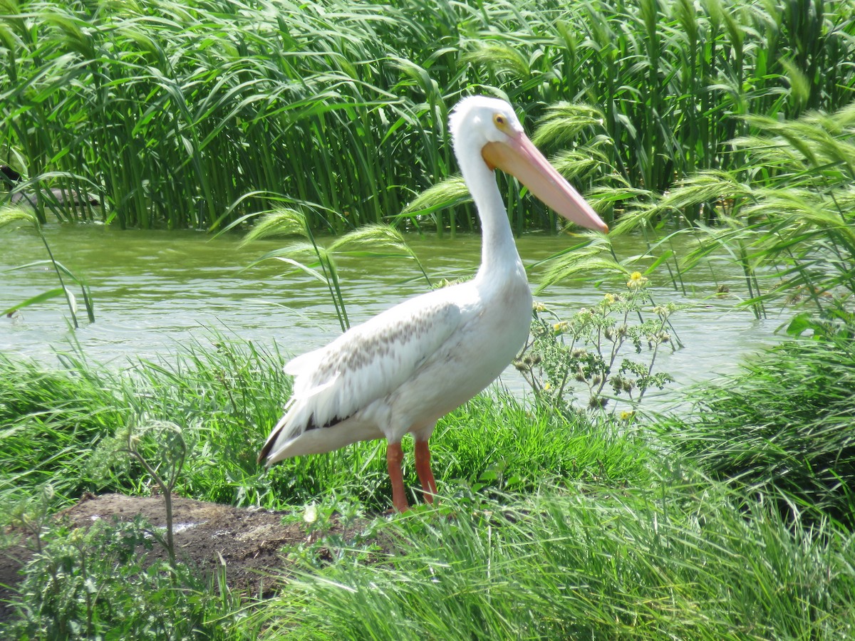 American White Pelican - ML365040511