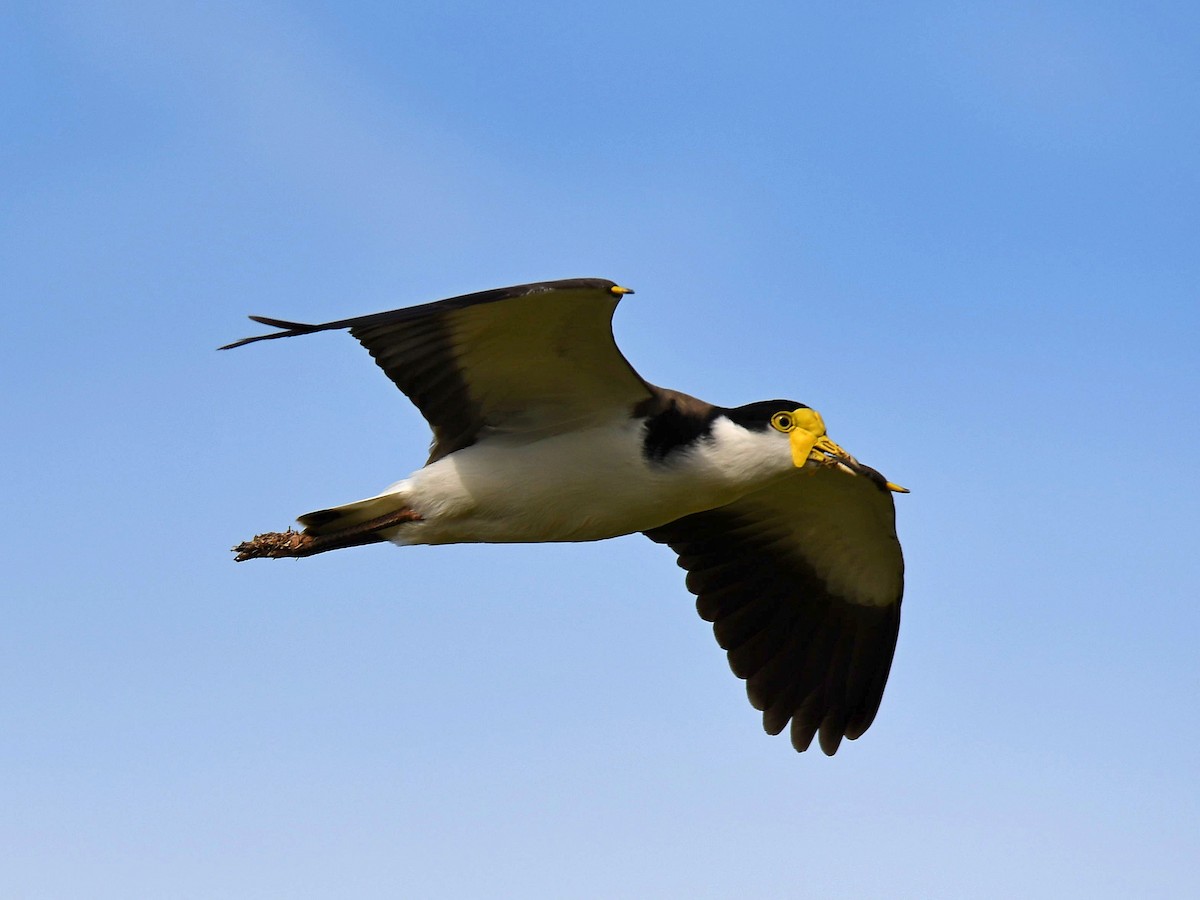 Masked Lapwing - ML365040801