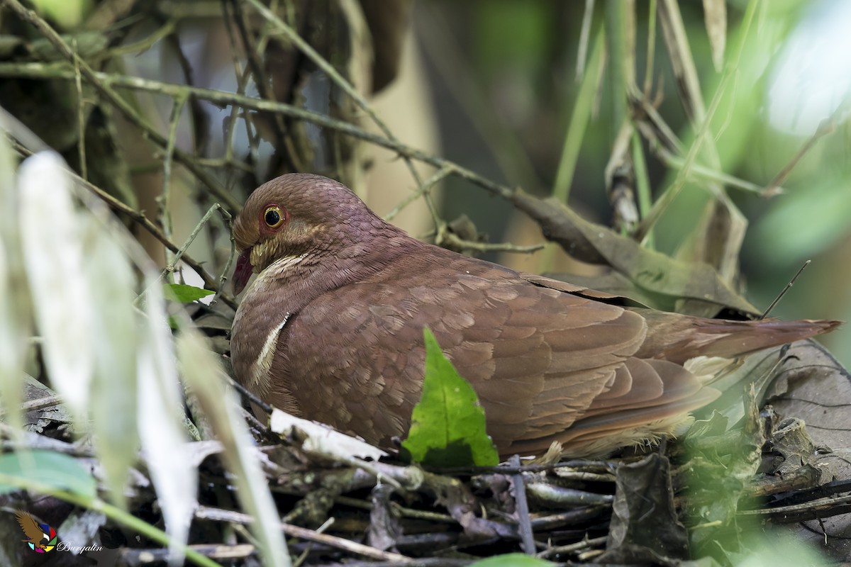 Ruddy Quail-Dove - ML365041531