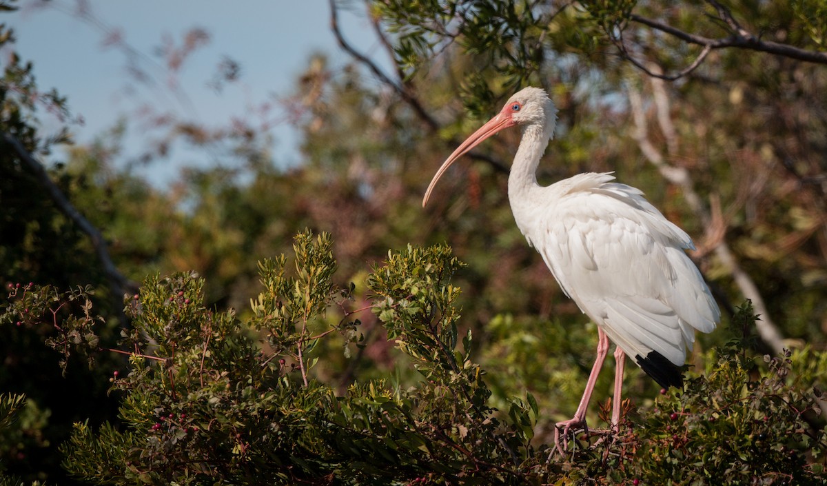 ibis bílý - ML36504291